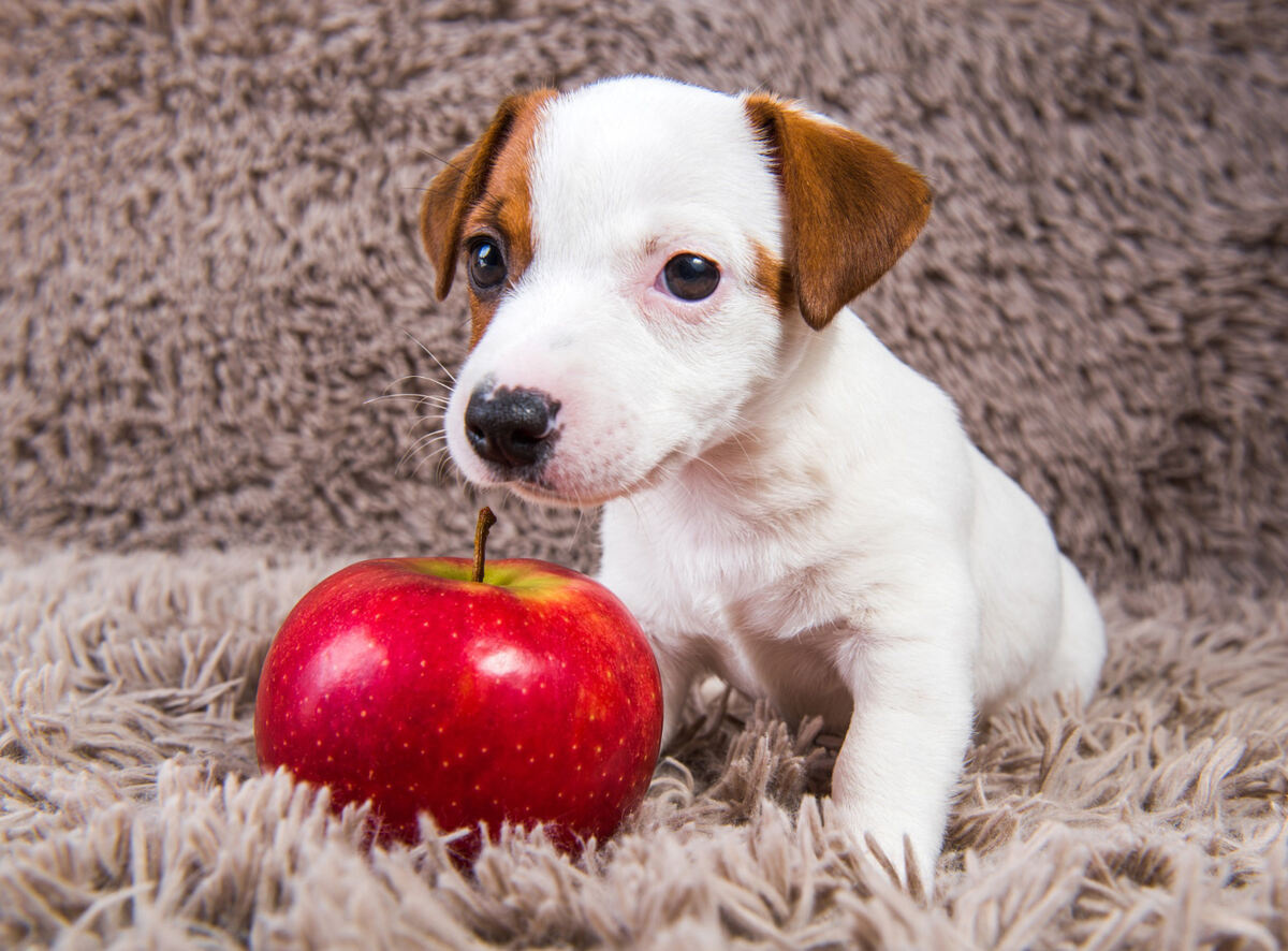 yanında durduğu elmadan biraz daha büyük olan yavru köpek