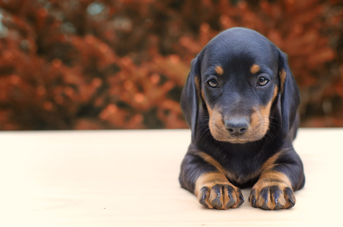 uzun kulaklı, siyah kahverengi yavru köpek