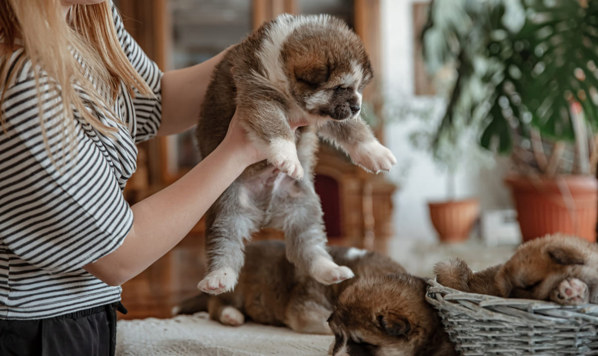 kucakta tutulan kardeşlerinin yanına koyulacak tüylü yavru köpek
