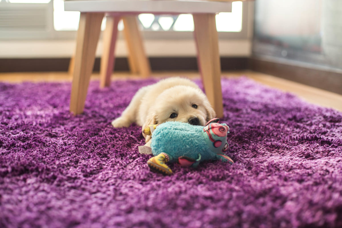 halının üzerinde oyuncağıyla oynayan yavru köpek