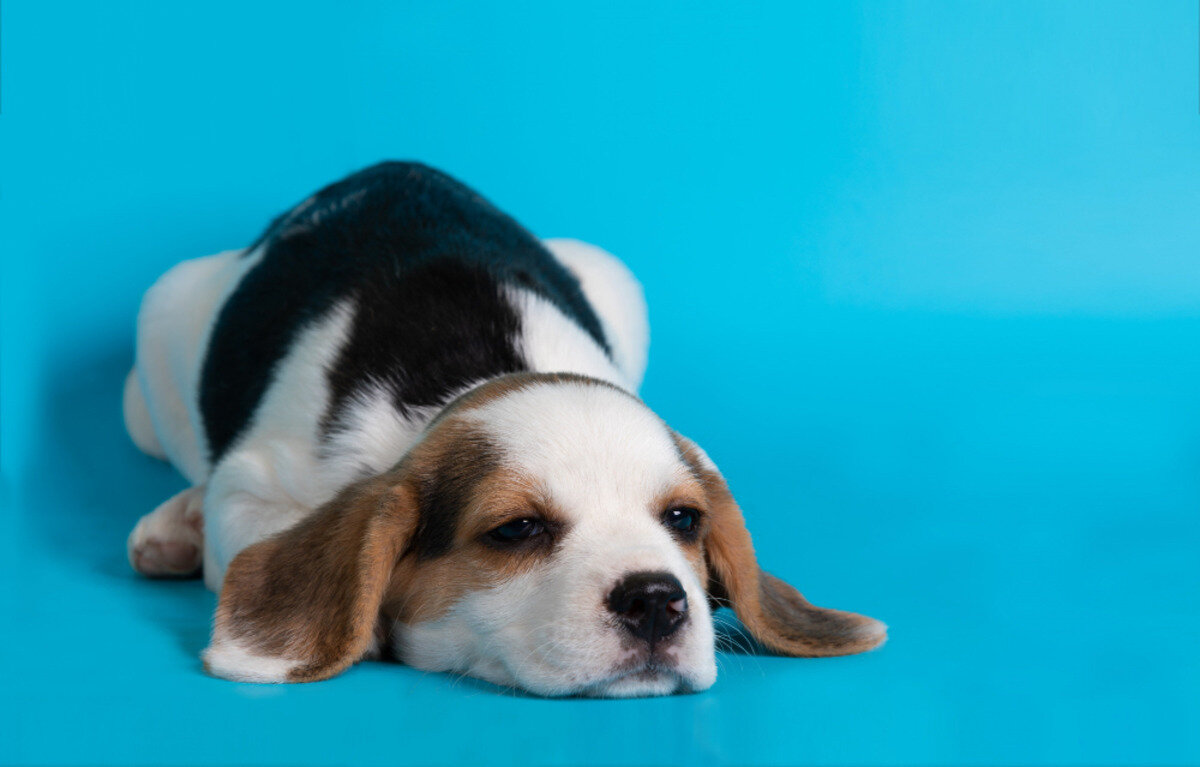 siyah, beyaz ve kahverengi tüylü yavru köpek