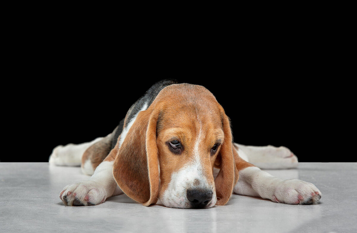 üzgün görünen yavru köpek