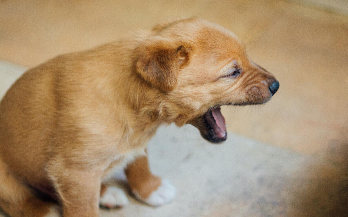 ağzı açık yavru köpek