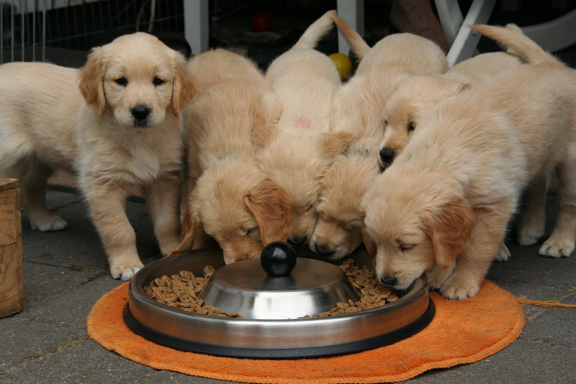 Golden Retriever puppies eating together from the same bowl