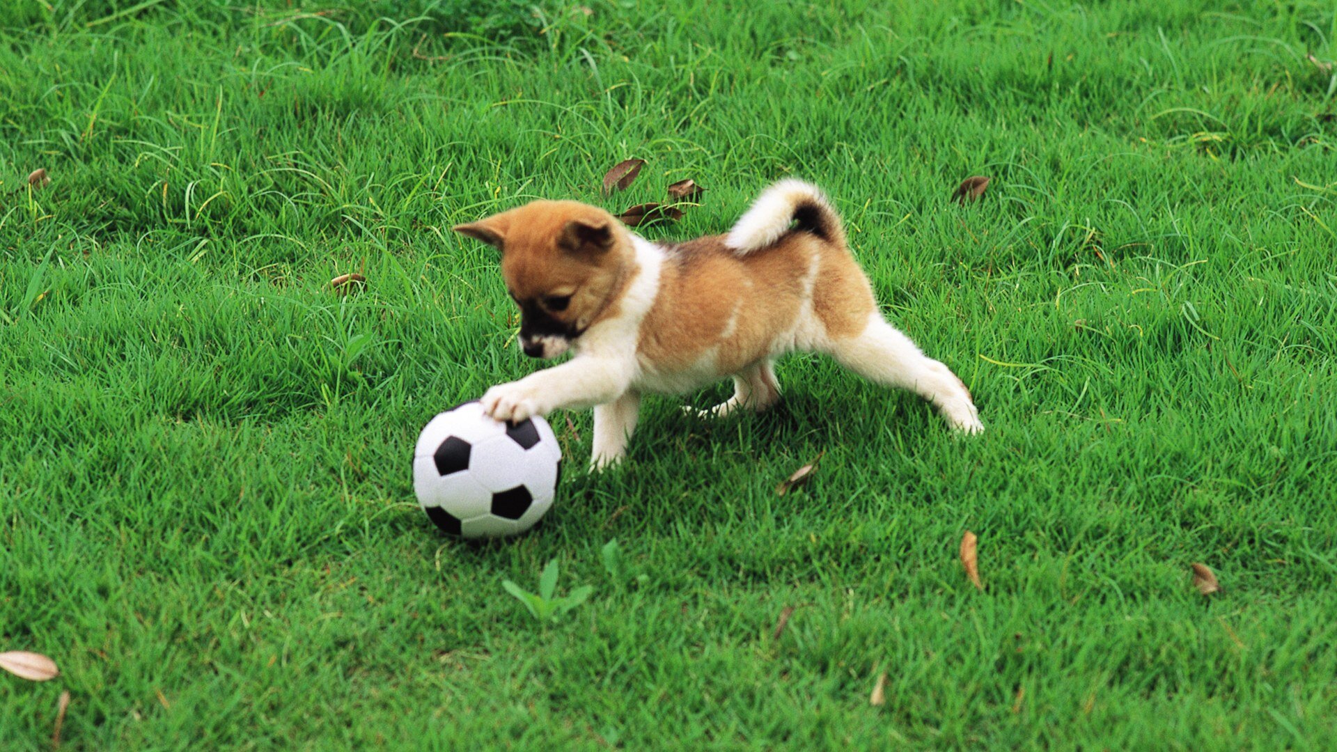 puppy playing ball on the grass
