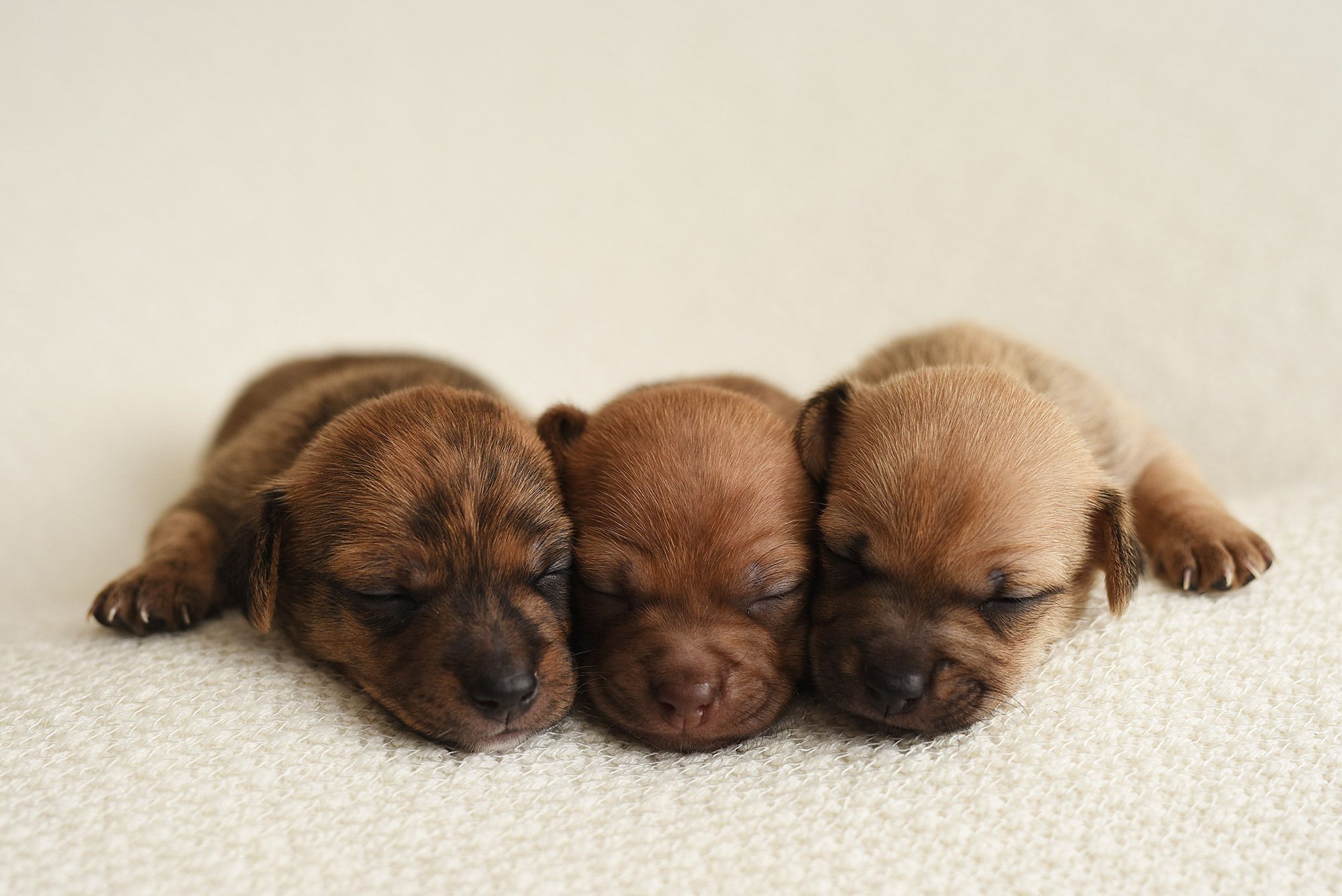 yeni doğmuş üç tane kahverengi yavru köpek
