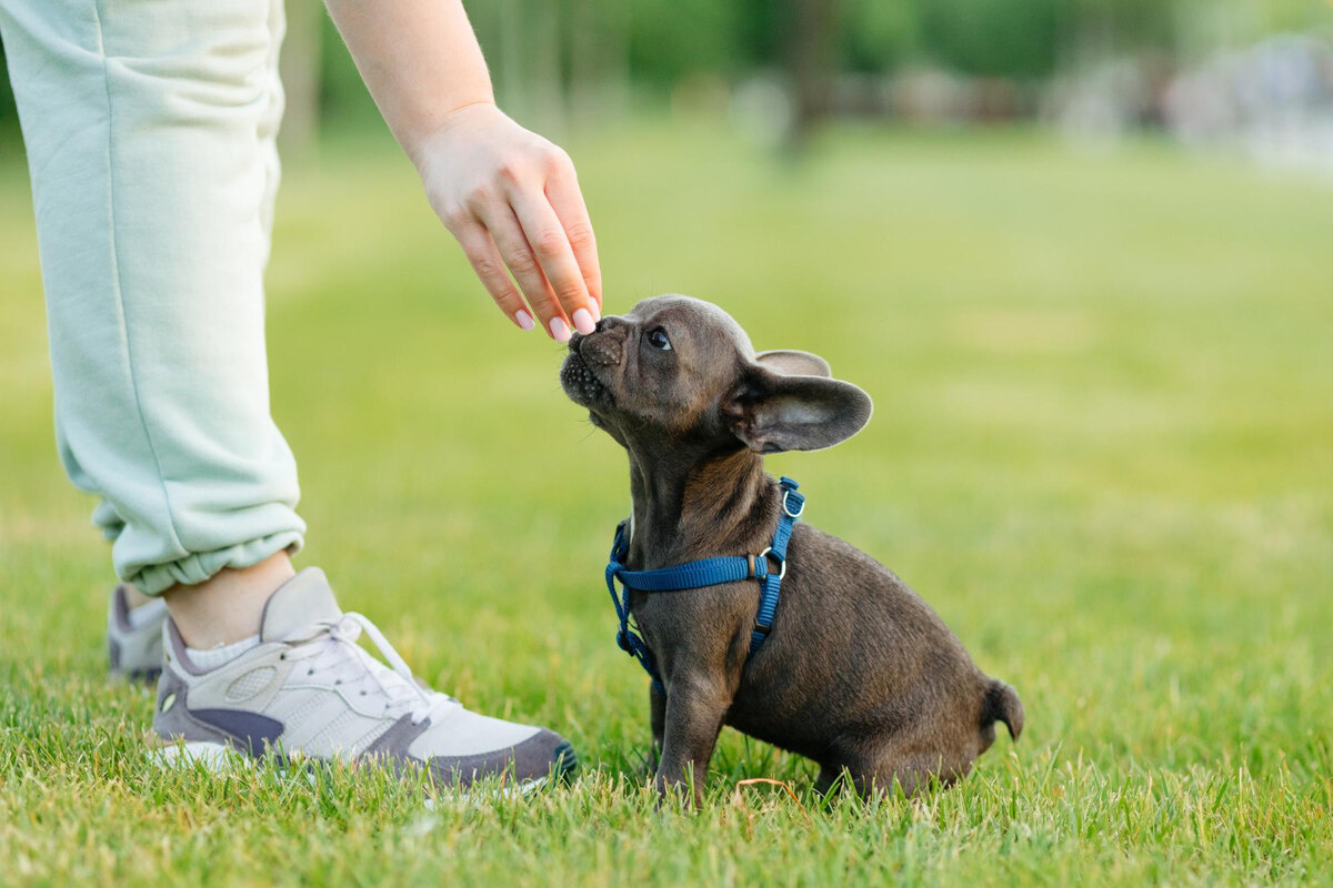 eğitilen köpek