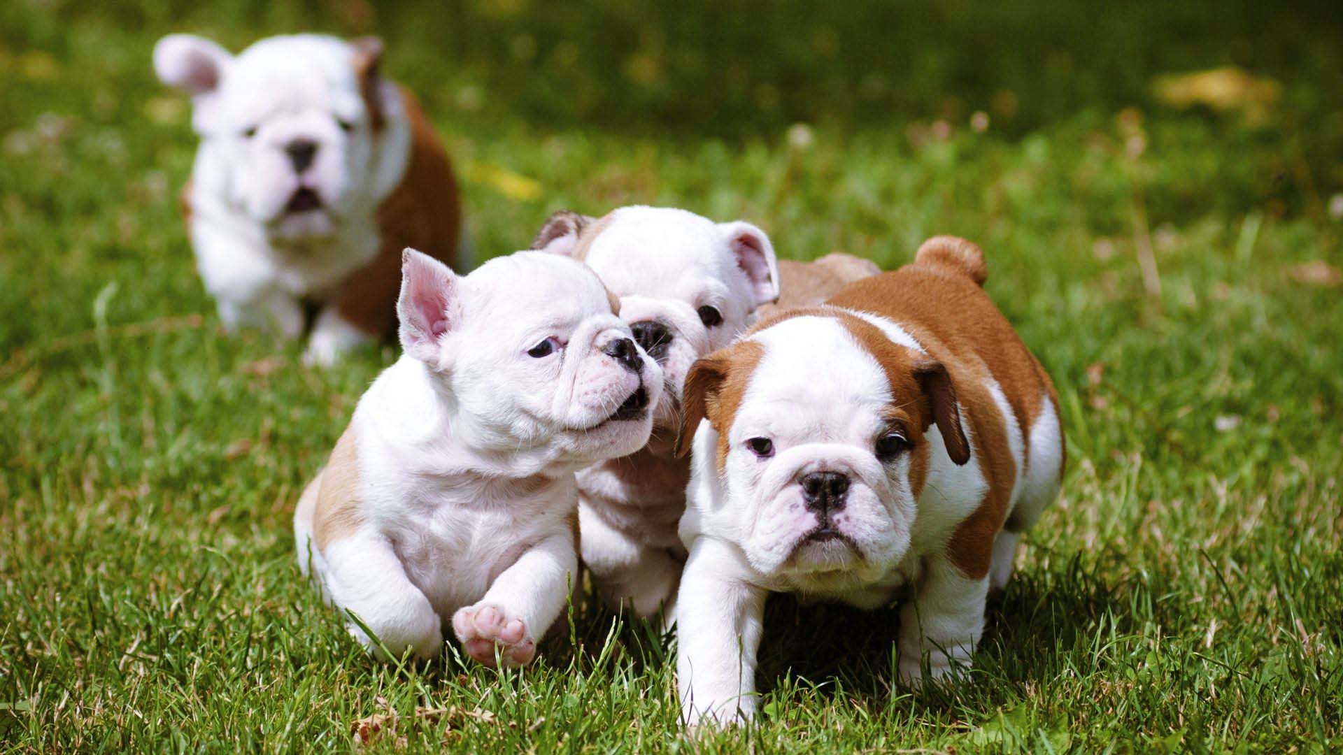 açık alanda English Bulldog yavruları