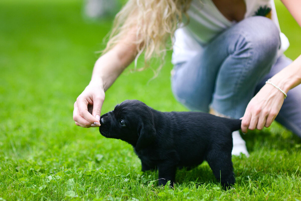 eğitime başlayan yavru köpek 