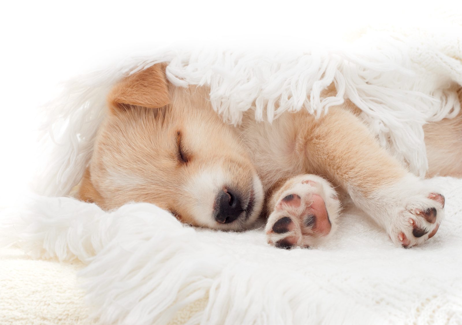 beyaz örtü arasında uyuyan yavru köpek
