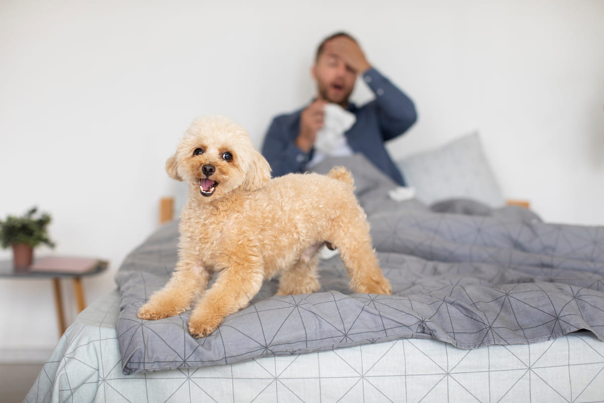 yatağın üzerinde duran köpek ve arka fonda adam