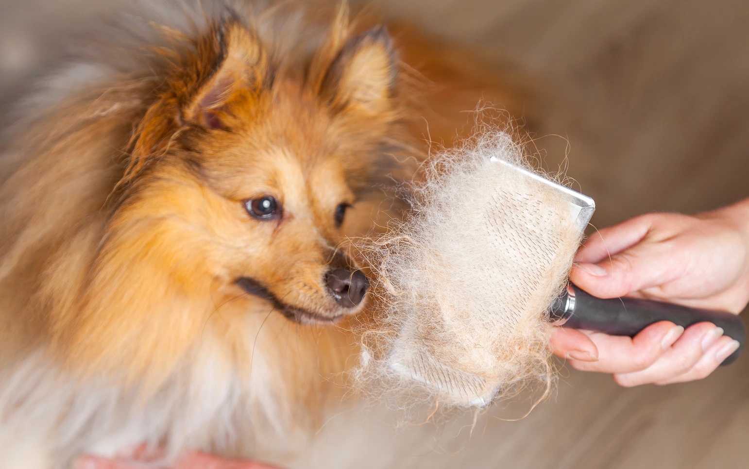 tüyleri taranan köpek