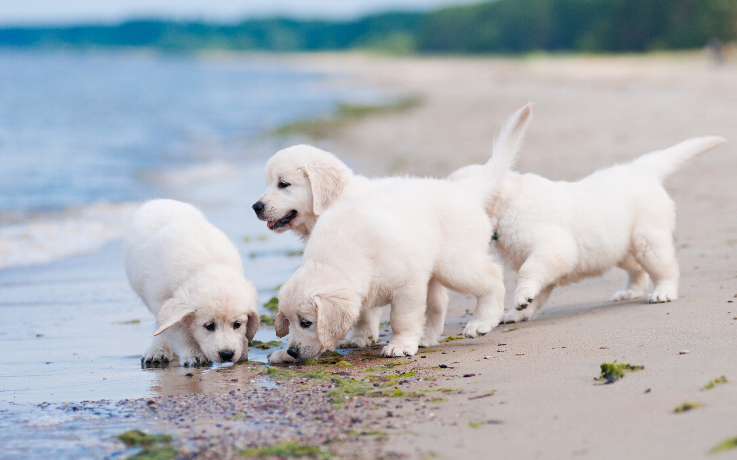 sahilde oynayan yavru köpekler