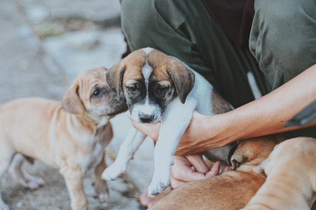 kucakta duran yavru köpek