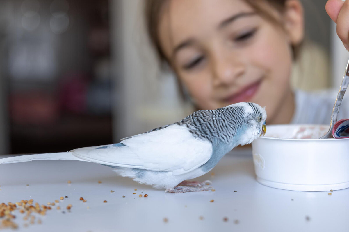 yemek yiyen kuş ve ona bakan kız çocuğu