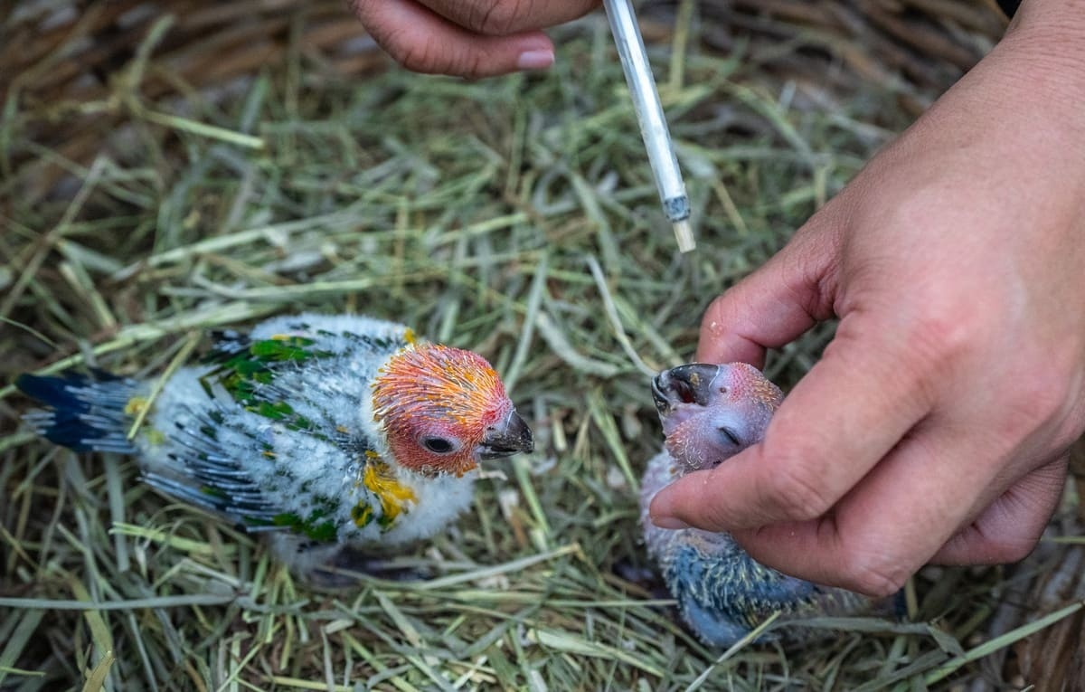 şırınga ile beslenen yavru muhabbet kuşları
