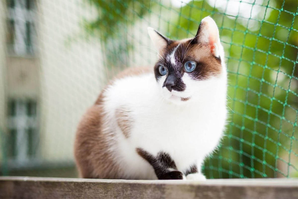 güvenlik fillesinin önünde duran mavi gözlü kedi