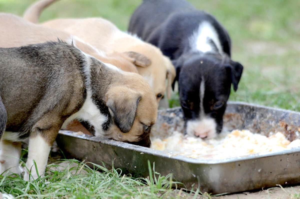 açık havada aynı kaptan mama yiyen üç yavru köpek