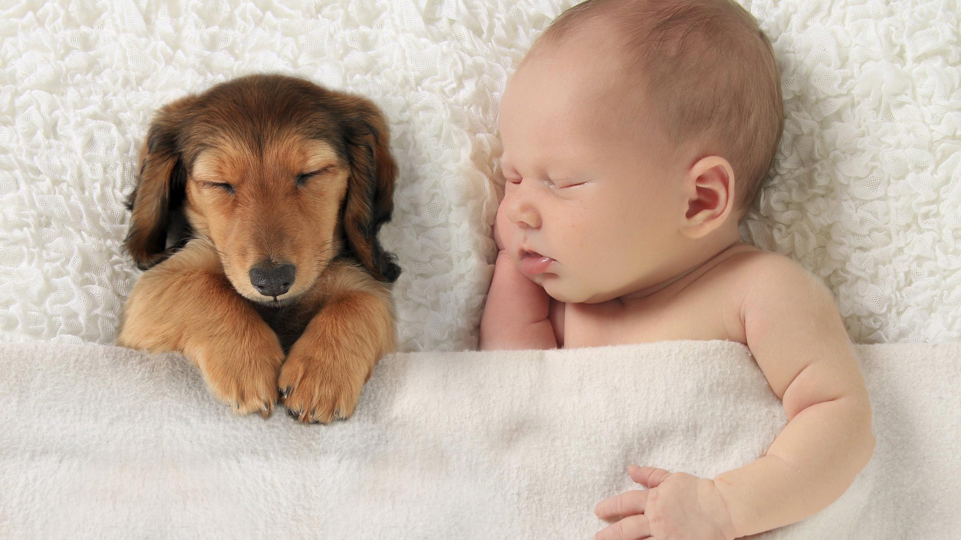 köpek ile bebek birlikte yatıyor