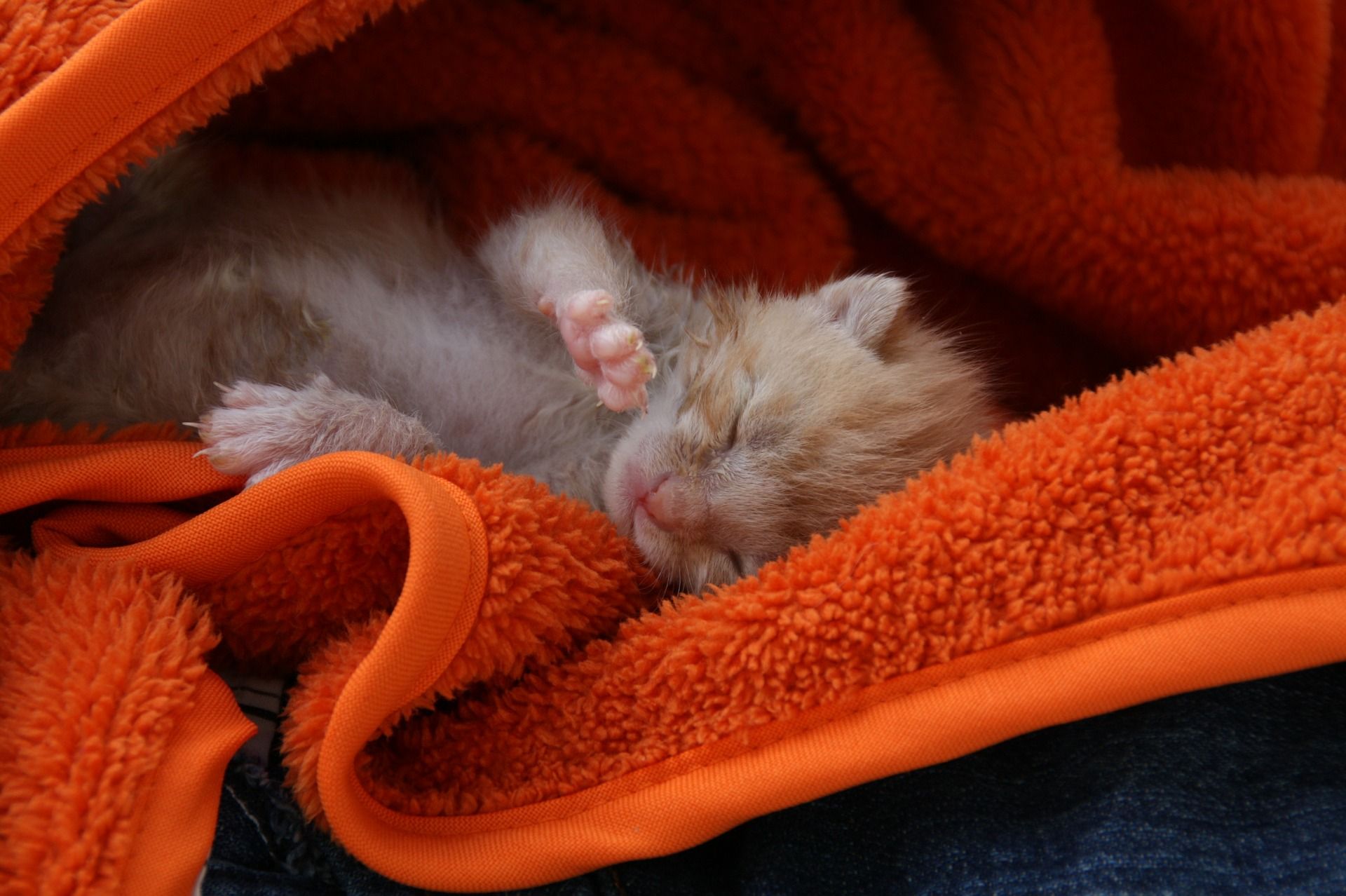havluya sarılı uyuyan yavru kedi