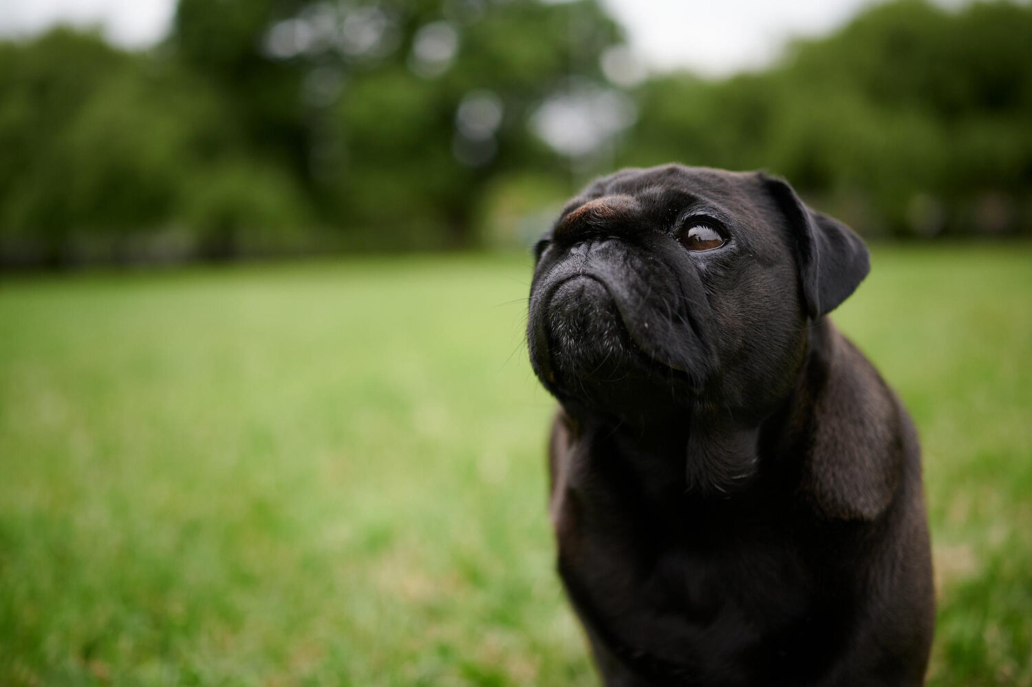 siyah tüylü yavru köpek