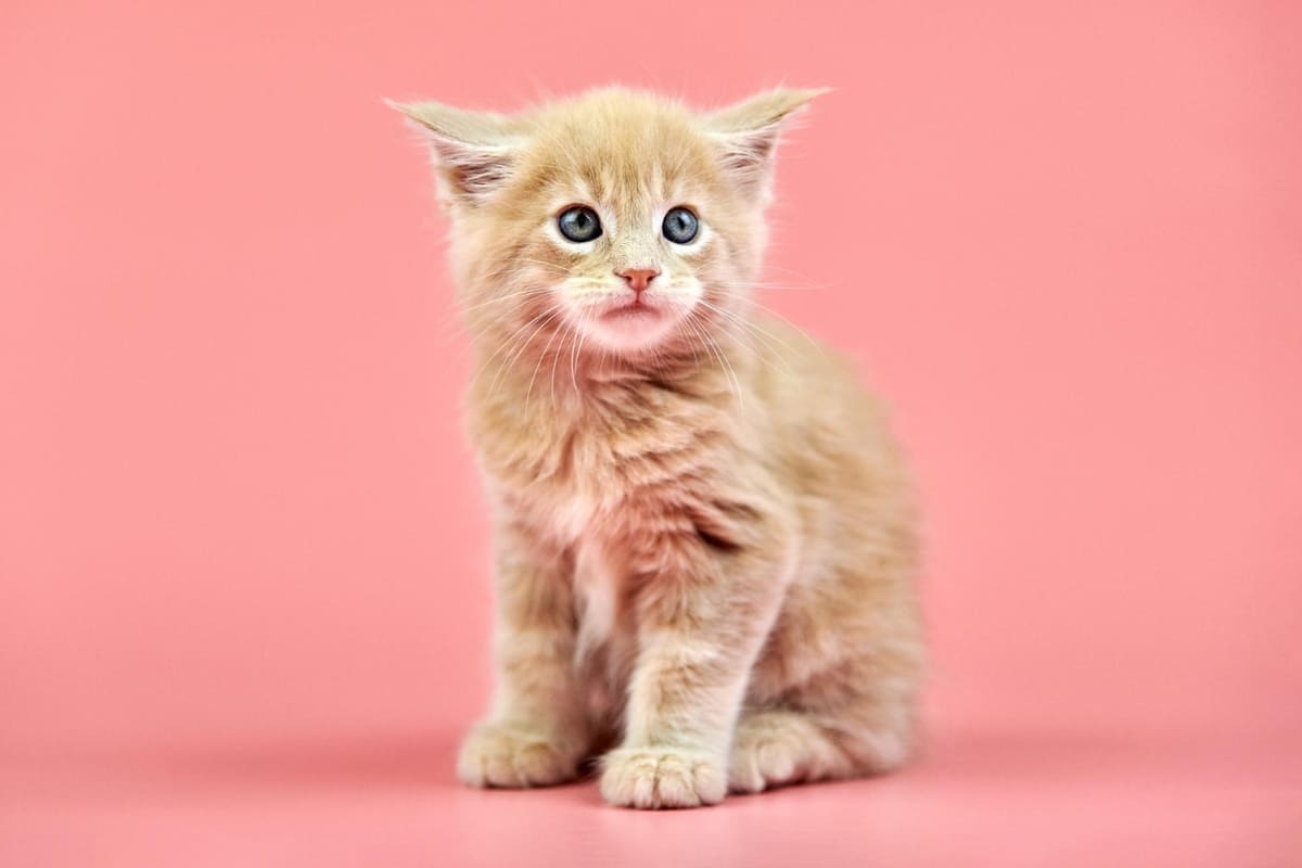 meraklı bakan sarman yavrusu, pembe fonda oturuyor