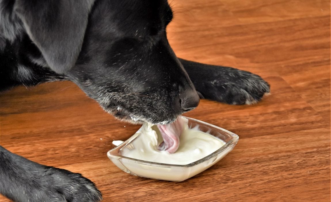 yoğurt yiyen siyah tüylü köpek