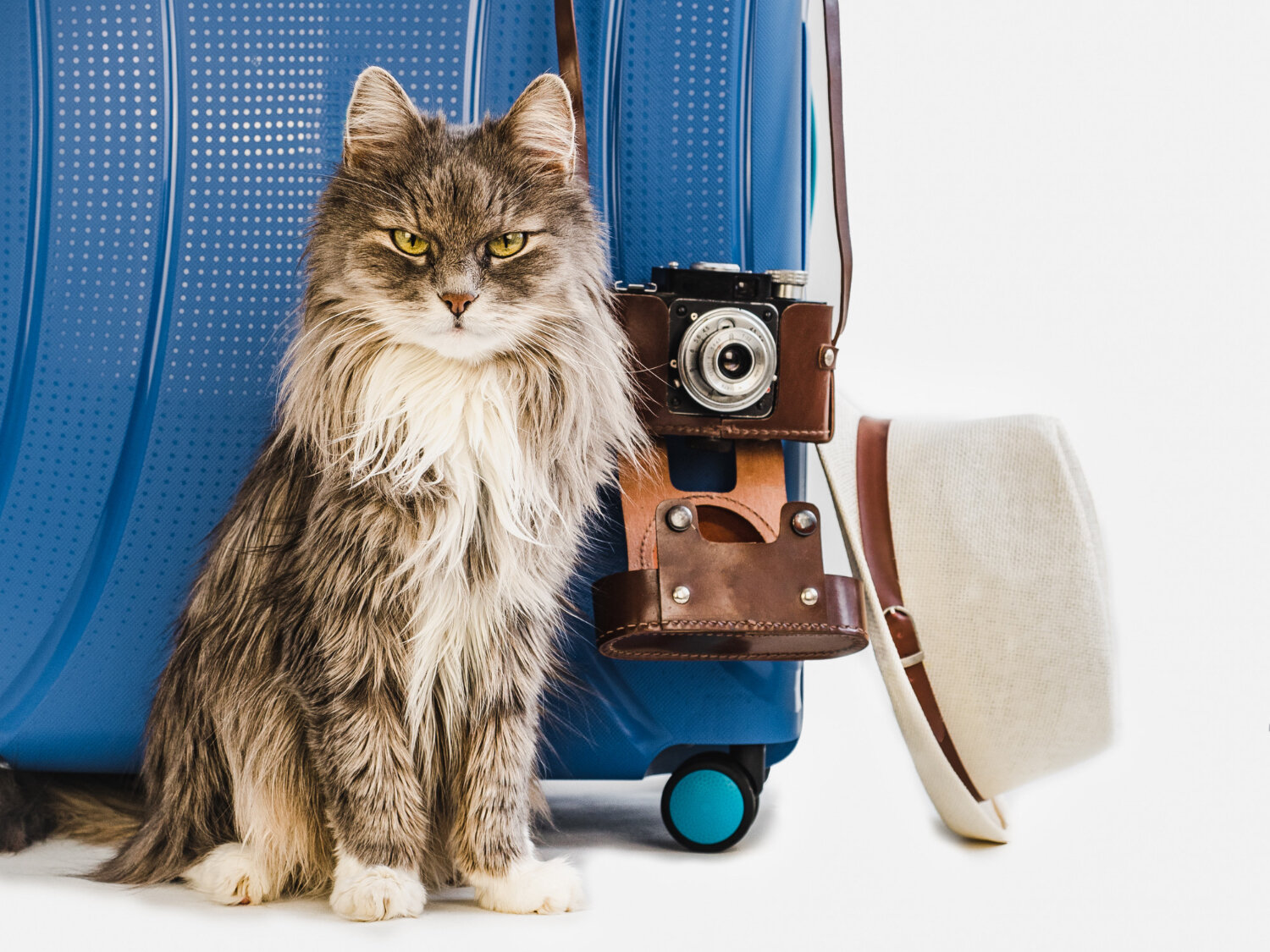 valizin önünde duran kedi