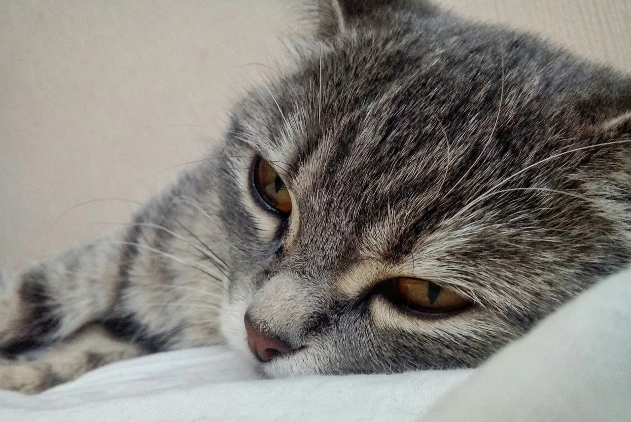 gözleri açık kafasını yastığa dayamış kedi