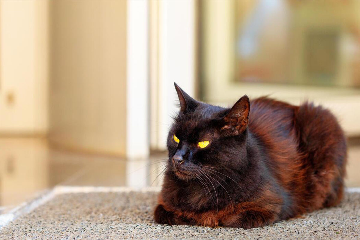halıda yatan kedi