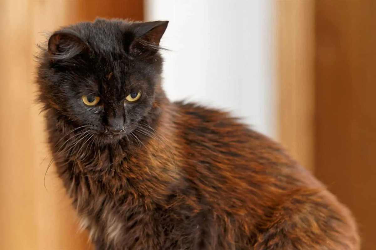 aşağı bakan kedi