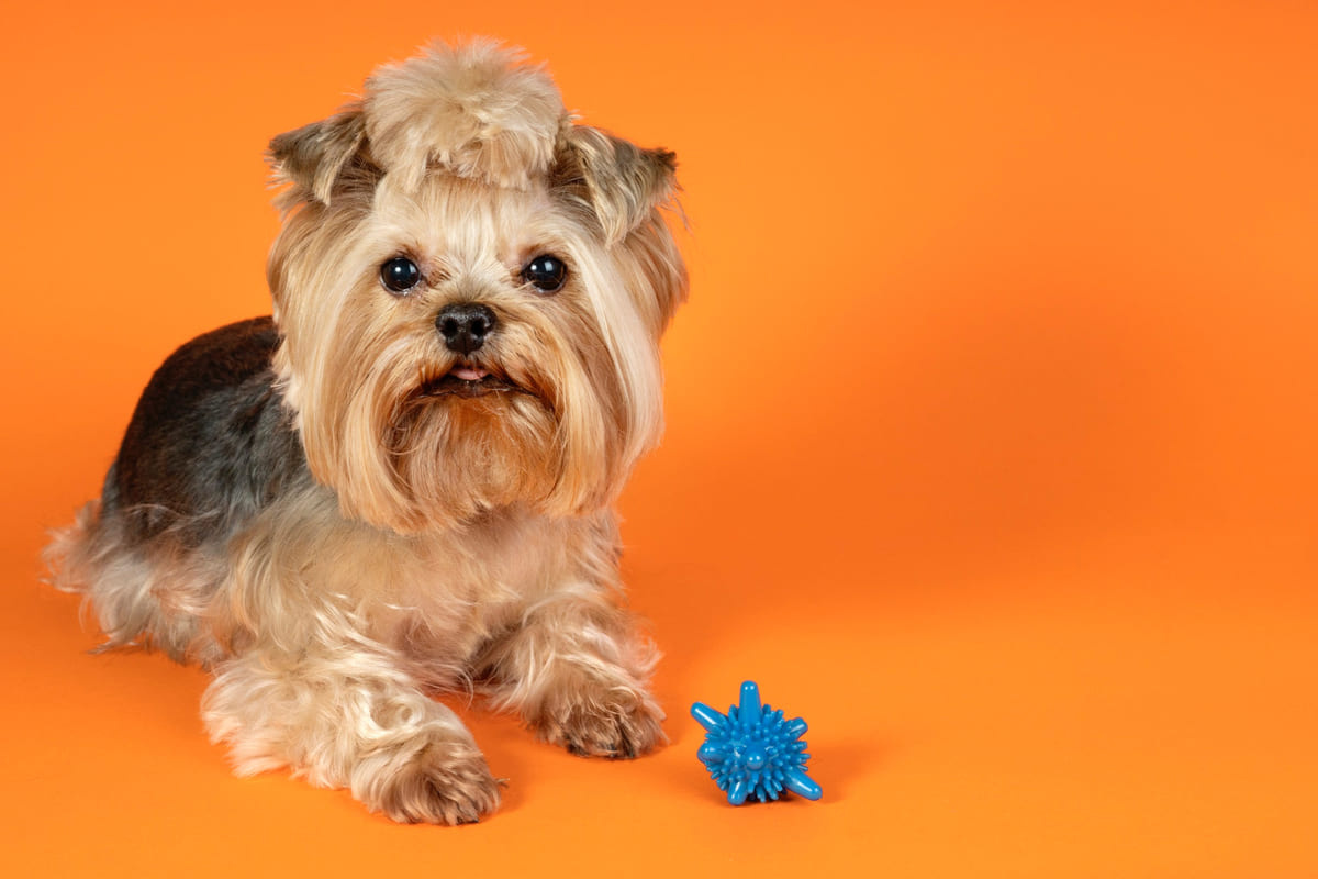 Yorkshire Terrier köpek oturuyor