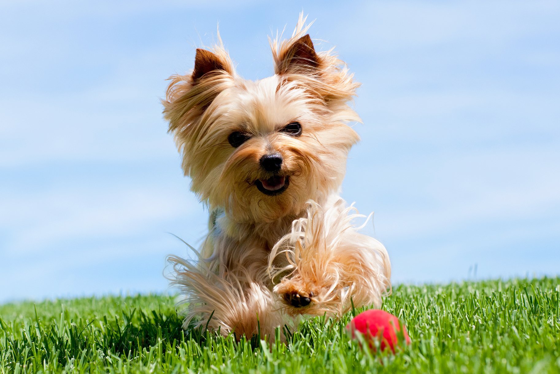 çimlerde oynayan Yorkshire terrier