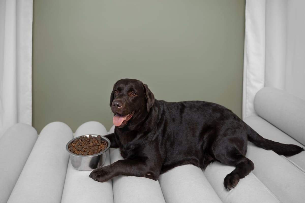 önünde mama kabı duran büyük ırk köpek