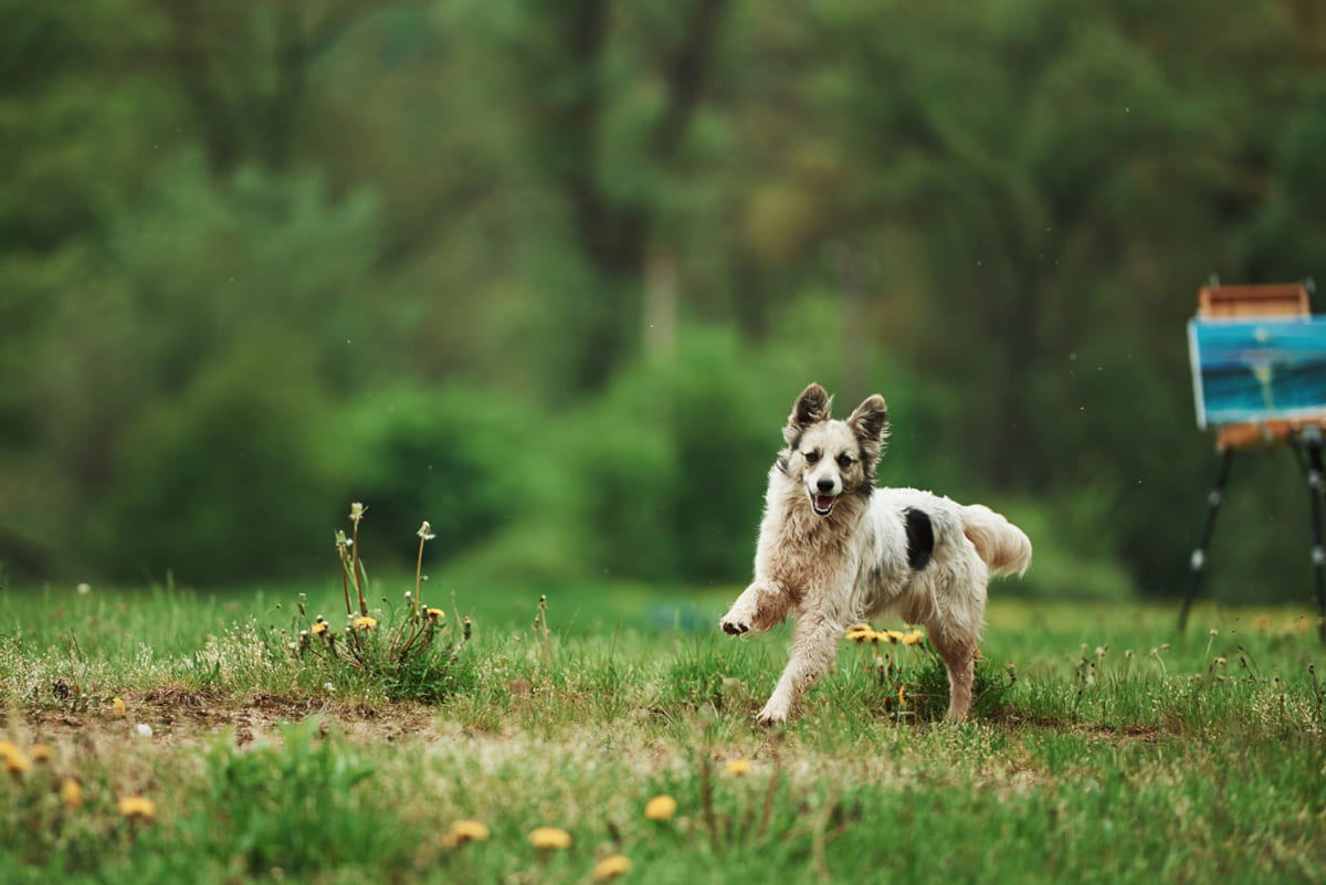 açık alanda çimlerin üzerinde koşan köpek