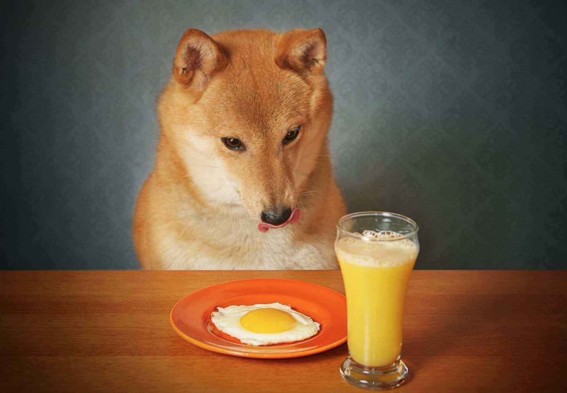 tabaktaki yumurtaya bakan köpek