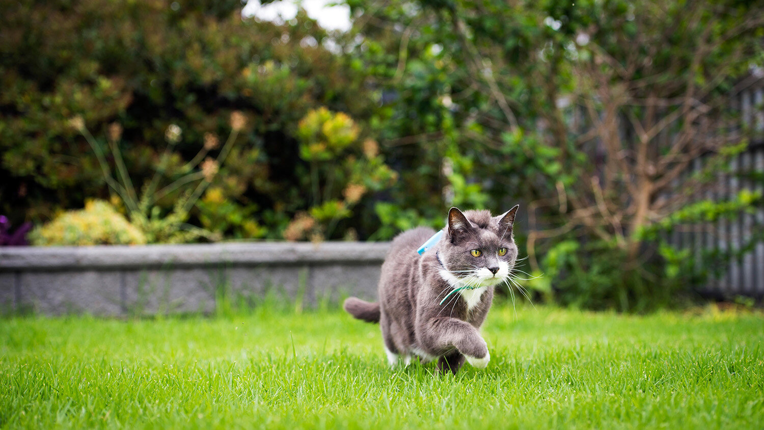 çimlerde yürüyen kedi