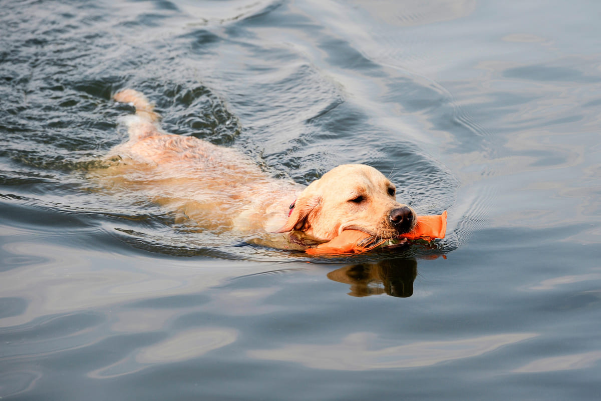 ağzında oyuncakla yüzen köpek