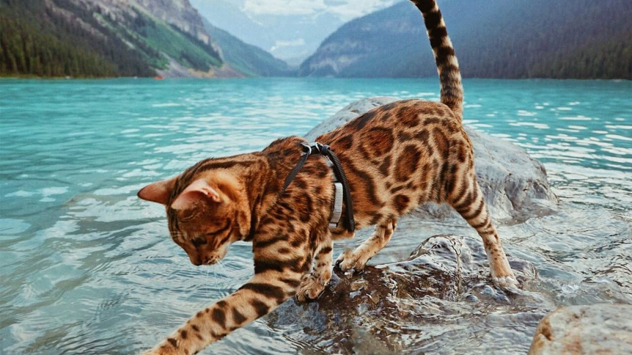 suya girmek üzere olan gezdirme tasmalı kedi