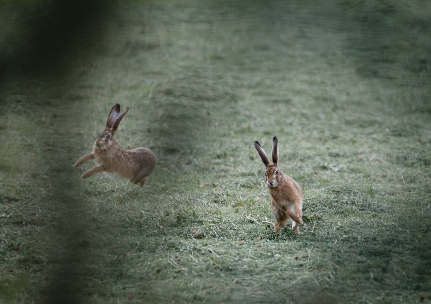 oynayıp zıplayan tavşanlar