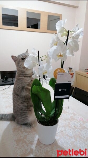 British Shorthair, Kedi  Oscar fotoğrafı