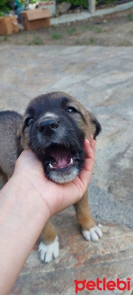 Pyrenees Mastiff, Köpek  Acil Sahiplendiriyoruz minikleri!! fotoğrafı