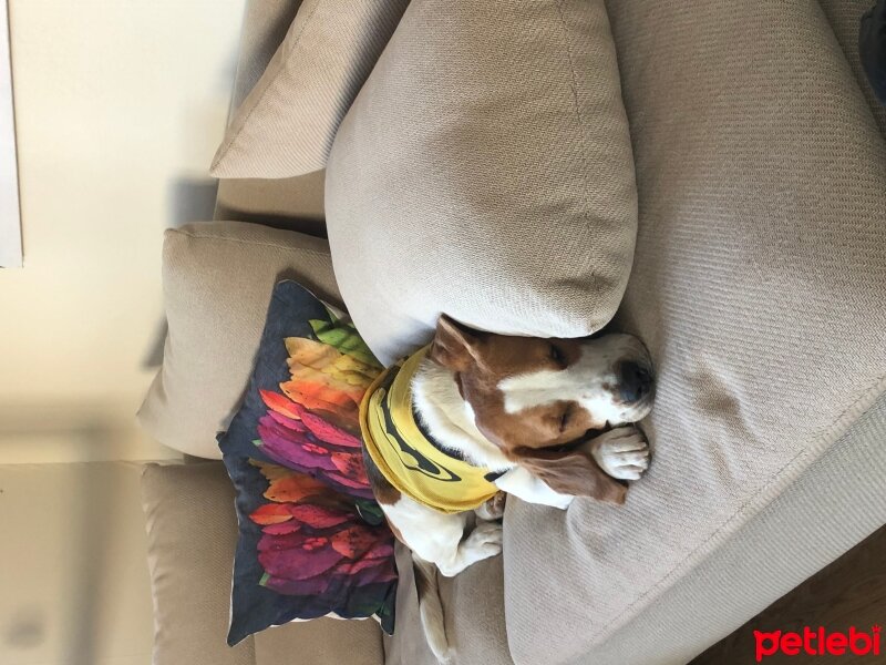 Beagle, Köpek  Bonny fotoğrafı