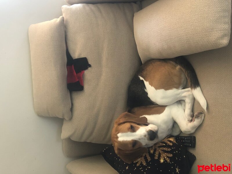 Beagle, Köpek  Bonny fotoğrafı