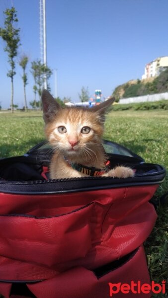 Sarman, Kedi  Güneş fotoğrafı