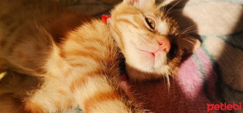 Sarman, Kedi  Güneş fotoğrafı