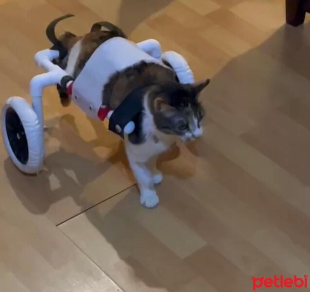 Tekir Kedi, Kedi  Badem fotoğrafı