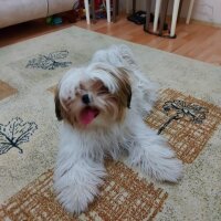 Shih Tzu, Köpek  Mila fotoğrafı