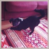 zeytin30 kullanıcısının #1045 peti