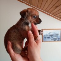 Minyatür Schnauzer, Köpek  Prenses fotoğrafı